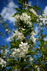 blooming apple tree in spring