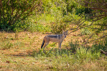 Black-backed jackal (Canis mesomelas) standing in the bush looking at the viewer, Madikwe Game Reserve, South Africa.