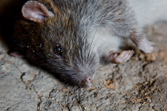 a big dead rat lies on cracked ground. pest and rodent poisoned by animal poison.