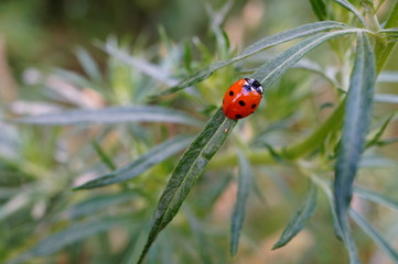 ladybug on green leaf