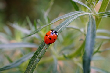 ladybug on green leaf