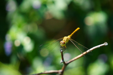dragonfly on leaf