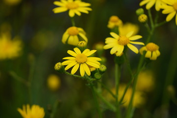 yellow flowers in garden