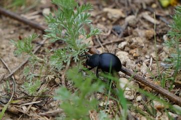 beetle on leaf