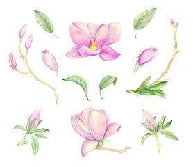 Magnolia, flowers, leaves, twigs. Pink Magnolia watercolor set. Wedding invitations. print on fabric, posters for the celebration. Magnolia flowers on white background.