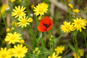 red poppies in a field