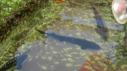 giga trouts in the water of river