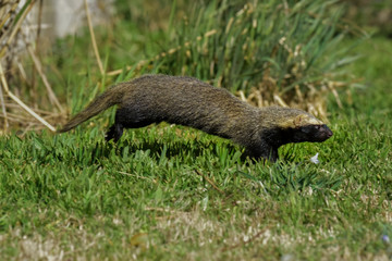 Little grison,Pampas, Patagonia, Argentina