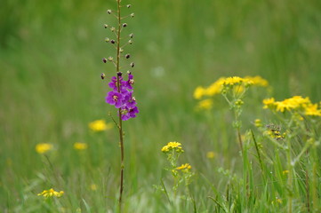 flowers in field