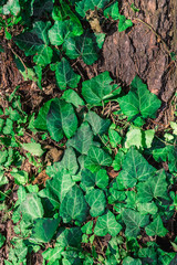 beautiful background, green bindweed on tree bark