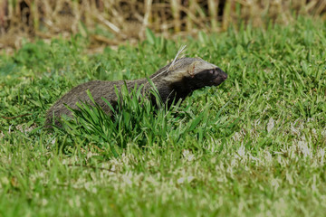 Little grison,Pampas, Patagonia, Argentina