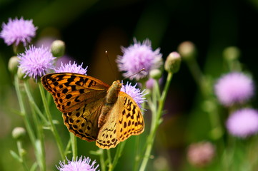 butterfly on flower