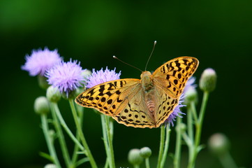 butterfly on flower