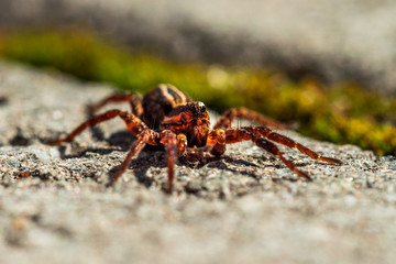 Very detailed view of spider on summer city park.