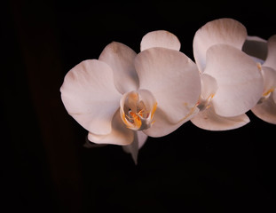 beautiful florid white orchid on black background