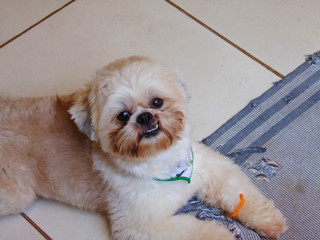 male dog of breed shih tzu lying in brazi A Shih Tzu, is a toy dog breed, weighing from 4 to 7.25 kilograms when fully grown. The breed originated on the Tibetan Plateau and was developed in China.