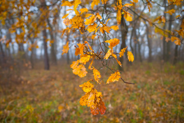 closeup autumn red oak tree branch in a misty forest, autumn background