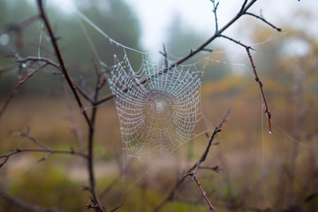 closeup spider web in a water drops on the bush branch, wet quiet autumn outdoor background