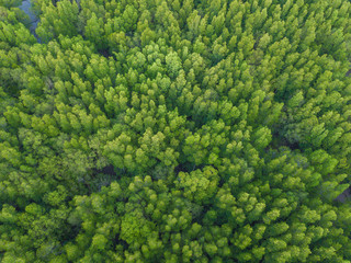 Aerial top view of lush green trees from above in tropical forest in national park and mountain or...