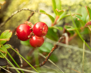 Cowberry ( Vaccinium vitis-idaea, Lingonberry, Partridgeberry). Fresh wild Organic lingonberry in forest. non GMO. Vegetation of North America, Scandinavia and Russia.
