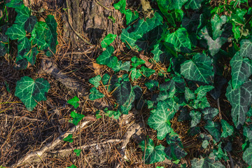 beautiful background, green bindweed on tree bark