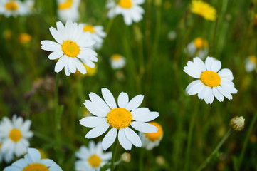 field of daisies