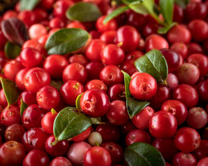 Background of Vaccinium vitis-idaea (lingonberry, partridgeberry or cowberry) Natural food of wild nature, rich in vitamins. Non GMO. Top view. Northern Europe, America and Russia.