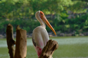 Gazelle In different postures Like to live together as a group, living in both fresh and salt water Looked beautiful	