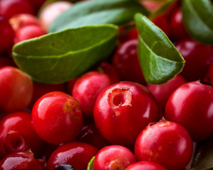 Wild Red Lingonberry. Cowberry eurasian flora. Forest Vaccinium vitis-idaea. Close-up macro image....