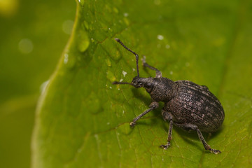 Tutkarz brzozowiec (Deporaus betulae)