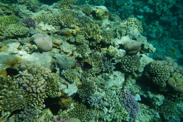 Fototapeta na wymiar Red Sea underwater landscape with fishes and corals. Natural background