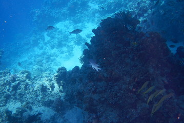 Red Sea underwater landscape with fishes and corals. Natural background