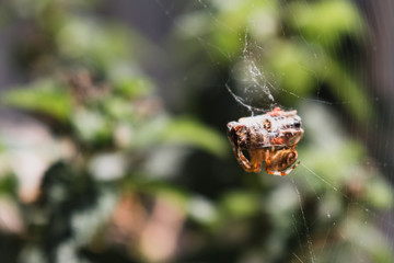 A spider about to devour its prey caught in a spiderweb.