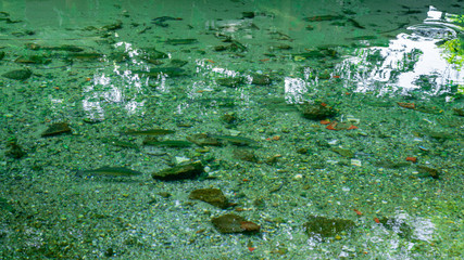 crystal waters of river with trouts