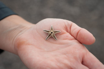 Small starfish, stranded on the beach, in the hands of a woman