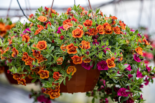 Calibrachoa