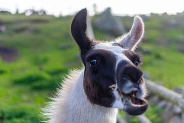 llama