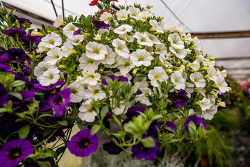 White Calibrachoa
