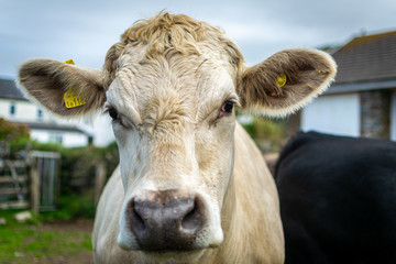 cow face up close