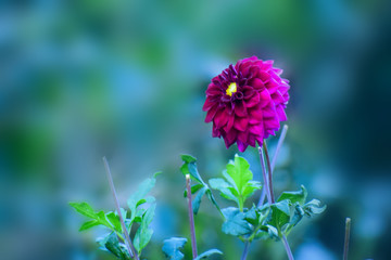 Pink a dahlia pink flower dahlia on background pink flowers dahlias.