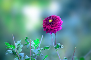 Colorful fresh flower in garden