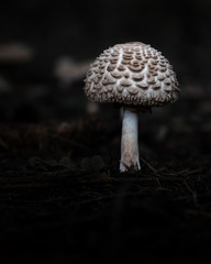 Mushroom