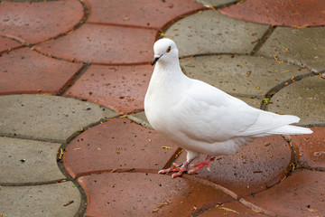 Beautiful white dove, dove of peace, on the wet road. Domestic pigeon (Columba livia domestica) in...