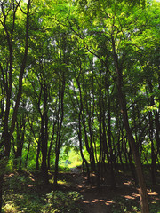 Trees in a green forest in spring.