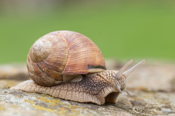 Burgundy snails (Helix pomatia) closeup, with homogeneous blurred green background. Burgundy or Edible Snail (Helix pomatia) is common big european land snail. Helix pomatia - edible snail, macro.
