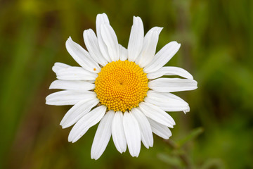 Obraz premium Flowers close up.