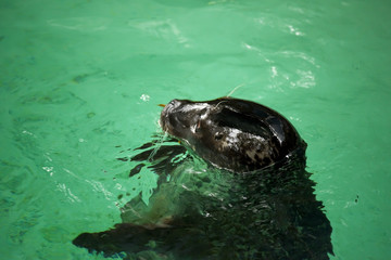 Naklejka premium Fur seal in the water. The concept of animal welfare and species conservation.