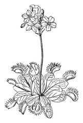 Venus' Fly-trap vintage illustration. © Morphart