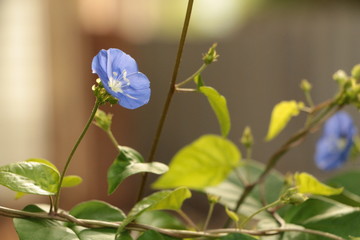 bunch of blue flowers in garden