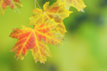 Jesienne liście © R.Jaszczynski